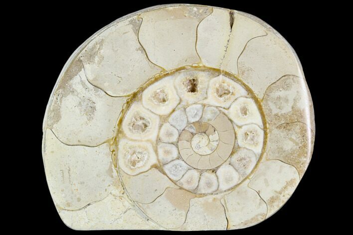 Polished Ammonite (Hildoceras) Fossil - England #104001